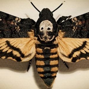 Meet your Posher, Levi